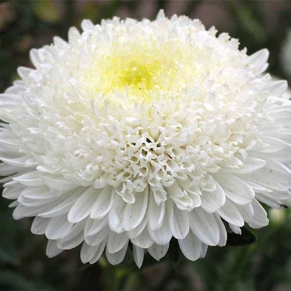 Aster seeds «Princess Mary»