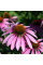 Echinacea seeds «Purple King»