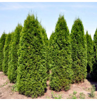 Thuja western columnar / Thuja occidentalis columna seeds