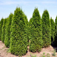 Thuja western columnar / Thuja occidentalis columna seeds