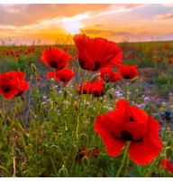 Poppy seeds «Ukrainian Amulet»