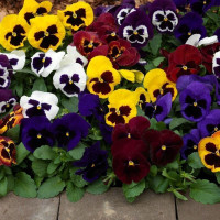 Viola seeds «Swiss giant» (mix)