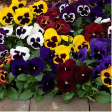 Viola seeds «Swiss giant» (mix)