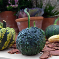 Pumpkin seeds «Black Pumbaa»