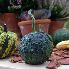 Pumpkin seeds «Black Pumbaa»