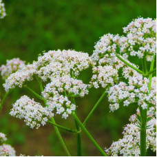 Anise seeds «Artek»