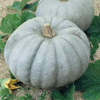 Pumpkin seeds «Winter sweet»