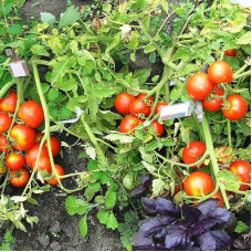 Tomato seeds «Perseus»