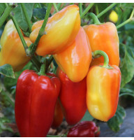 Sweet pepper seeds «Valyusha»