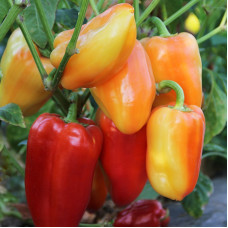 Sweet pepper seeds «Valyusha»