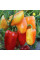 Sweet pepper seeds «Valyusha»