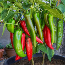 Hot pepper seeds «Anaheim»