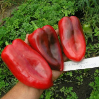 Sweet pepper seeds «Marinkin tongue»