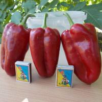 Sweet pepper seeds «Iolanta»