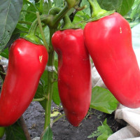 Sweet pepper seeds «Bull's ear»