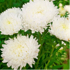 Aster seeds «Antarctica»