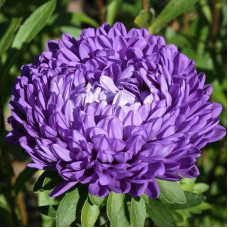 Aster seeds «Blue eyed»