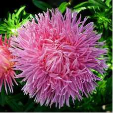 Aster seeds «Dragon white-pink»