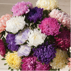 Aster seeds «Bouquet mix»