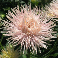 Aster seeds «Naina»