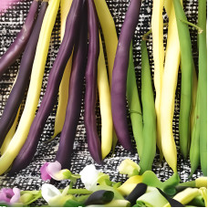 Bean seeds «Mix of climbing varieties»