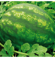 Watermelon seeds «Denver» F1