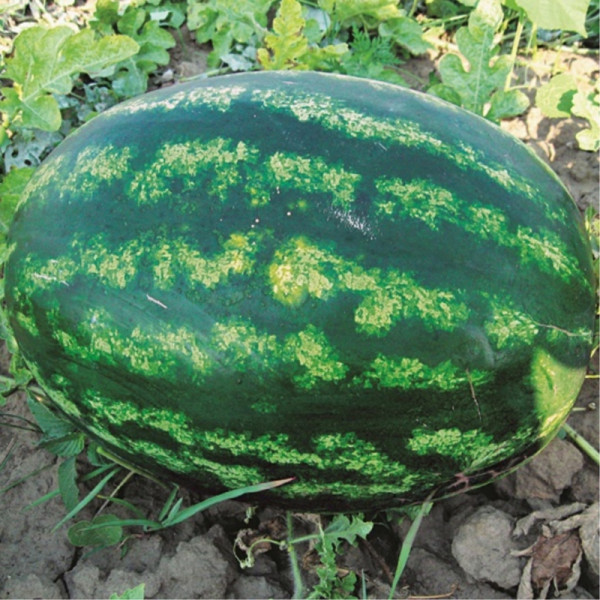 Watermelon seeds «Arsenal»