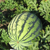 Watermelon seeds «Chumak»