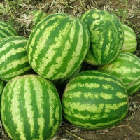 Семена арбуза «Манчестер» F1