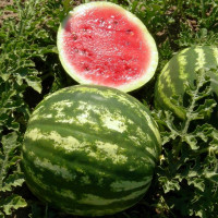 Watermelon seeds «Knyazhich»