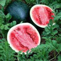 Насіння кавуна «Тюльпан»