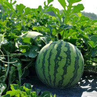 Насіння кавуна «Мелітопольський»