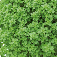Basil seeds «Indoor»