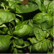 Basil seeds «Genovese»