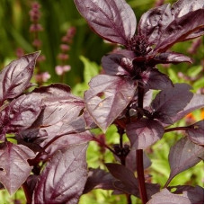 Basil seeds «Red ruby»