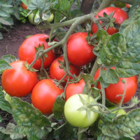 Семена томата «Чайка»