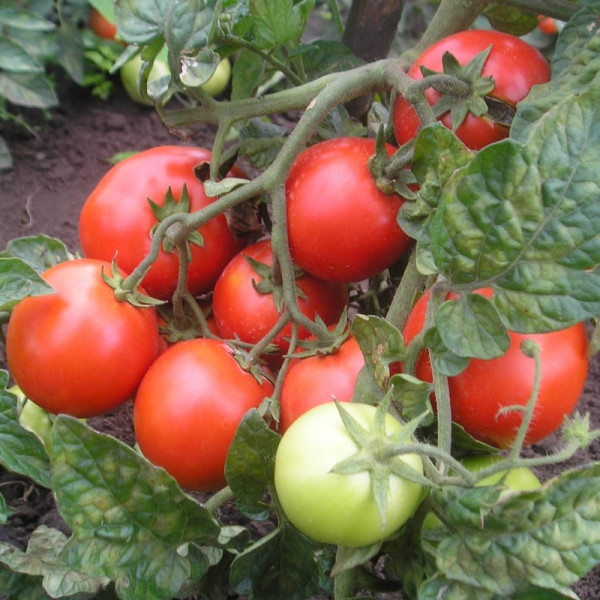 Tomato seeds «Gull»
