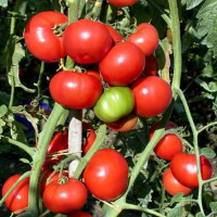 Семена томата «Кэмпбэлл»