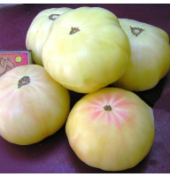 Tomato seeds «White giant»