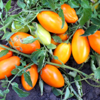 Tomato seeds «Golden flow»