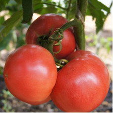 Tomato seeds «Lady perfection»