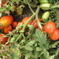 Tomato seeds «Ukrainian»