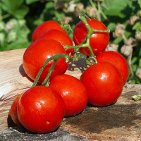 Tomato seeds «Denis»