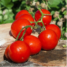 Tomato seeds «Denis»