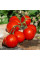 Tomato seeds «Denis»