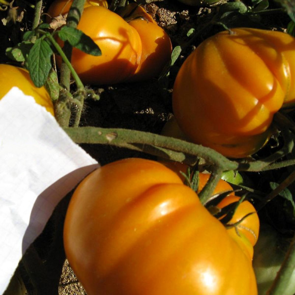 Насіння томату «Клондайк»