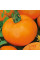 Tomato seeds «Orange»