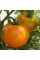 Tomato seeds «Orange»