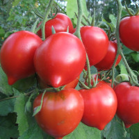 Tomato seeds «Hybrid Tarasenko 2»
