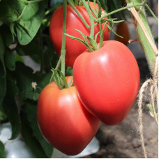 Tomato seeds «King of London»